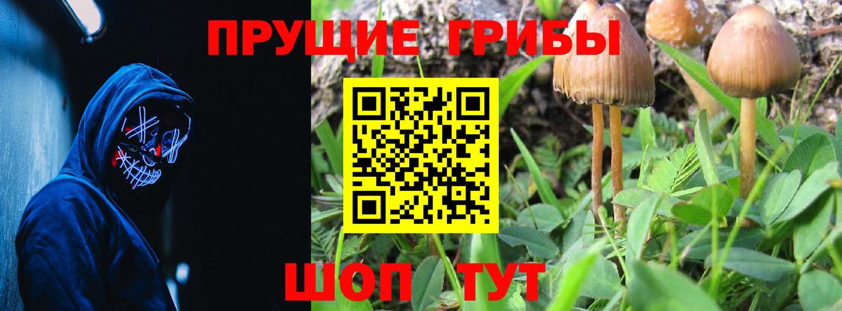 Галлюциногенные грибы Psilocybine cubensis Кунгур